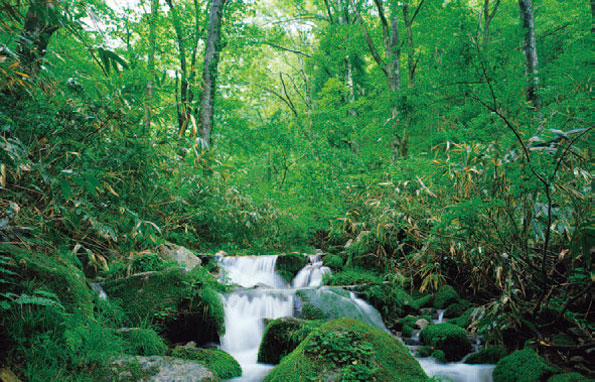 西倉村の森林と渓流