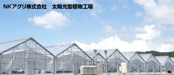 和歌山県、植物工場で野菜のポリフェノールを増加させる技術開発開始