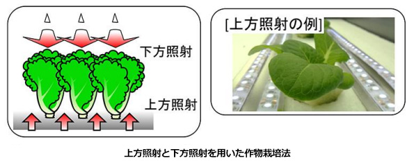 植物工場の野菜、下からLEDの光を当てると老化抑制＋光合成促進効果