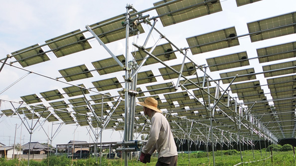太陽光発電システムの下で農業を行う「ソーラーシェアリング」
