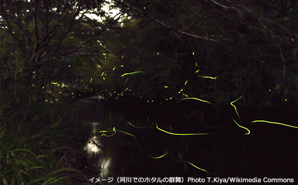 イメージ(河川でのホタルの群舞)Photo T.Kiya/Wikimedia Commons
