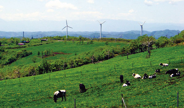 牛の放牧される牧場の背景に風力発電機が立ち並ぶ