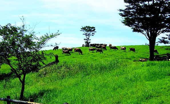 草原での放牧の風景
