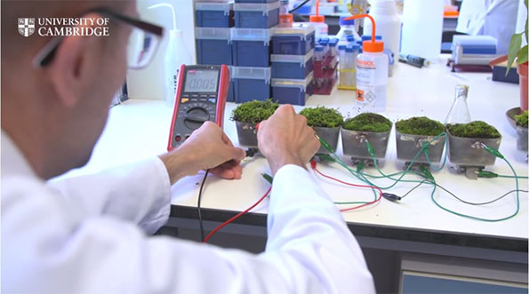 写真 1:バイオPV(写真:University of Cambridge)