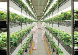 日清紡グループ 徳島事業所 植物工場でのいちご栽培