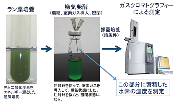 嫌気発酵条件でのラン藻培養