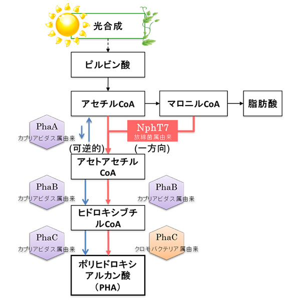 開発したPHA生産の代謝経路
