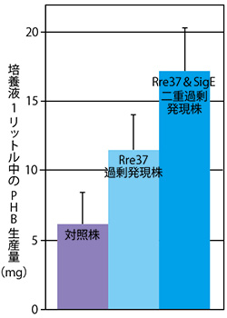 Rre37タンパク質量増加によるPHB増産