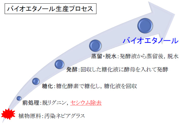 セシウムを吸収した植物からのバイオエタノールを生産・利用可能性も検討する