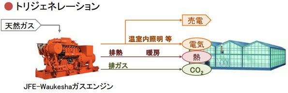 電気と熱に加え、ガスタービンから発生したCO2も植物へ供給