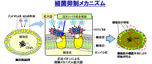 酸化力の非常に高いOHラジカルが起こす化学反応により、細菌などの表面のたんぱく質を分解する