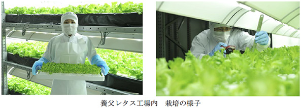 養父レタス工場内 栽培の様子