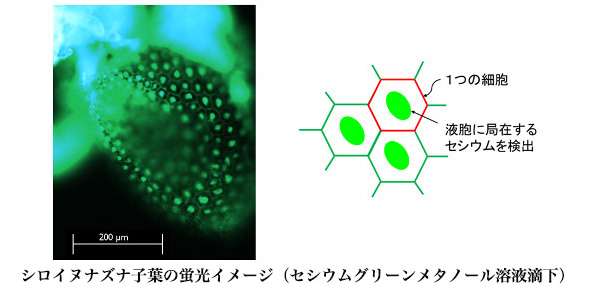 ※画像はイメージです