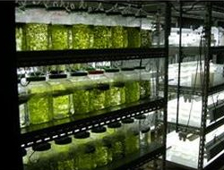 水前寺海苔の培養(第一製鋼(株)牛水工場)