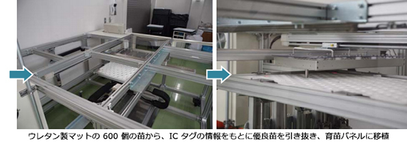 自動移植機(優良苗を移植)