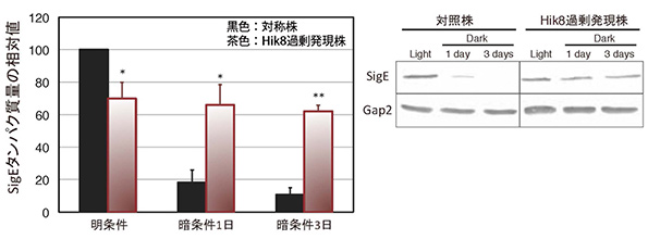 SigEタンパク質量の比較