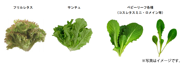 植物工場 栽培のようす