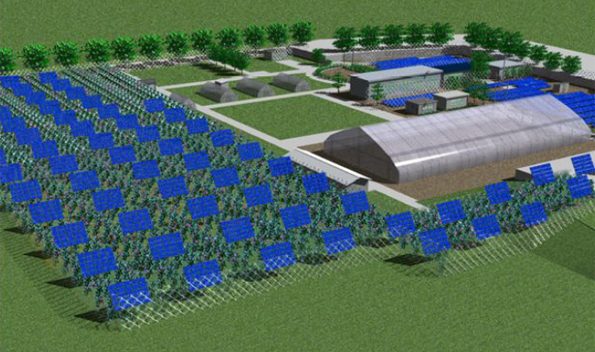 追尾型太陽光発電システム下で加工用いちじくを栽培予定(イメージ)