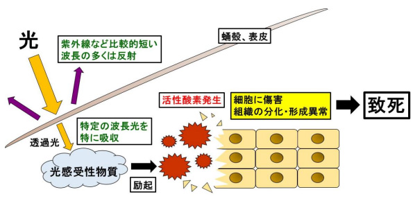 推測される青色光の殺虫メカニズム