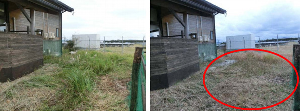 ヤギが踏んだ部分も草が枯れた(右)