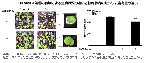 ※画像はイメージです