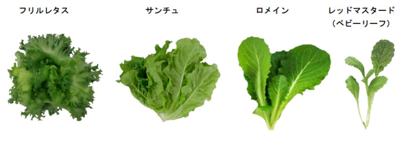 栽培品種(例)※写真はイメージ