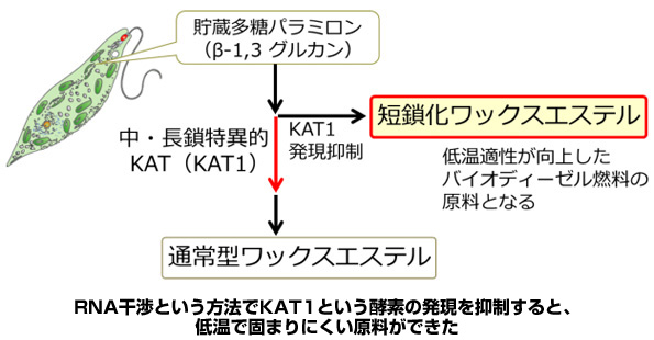 ※画像はイメージです