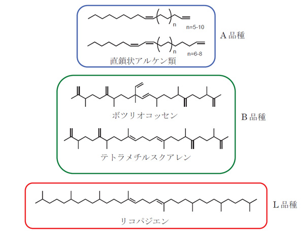 B. braunii 3品種が生産する炭化水素の平面構造
