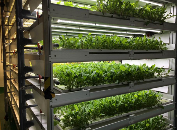 植物工場内の写真