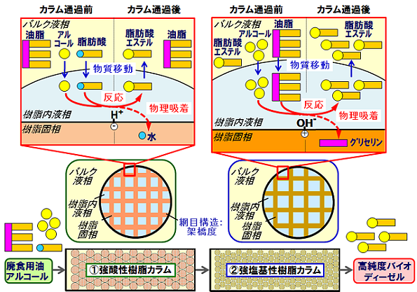 イオン交換樹脂を触媒・吸着剤とする脂肪酸エステル製造装置とそのメカニズム