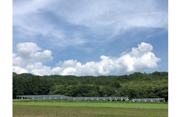 「SBI遠野第一ソーラーシェアリング発電所」（岩手県遠野市）