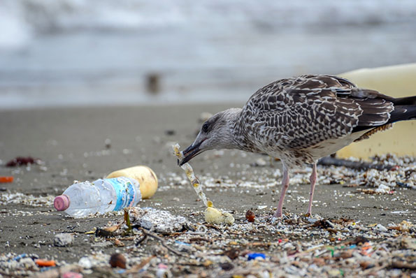 ごみの間の食べ物を探す海鳥（画像はイメージです　© nordseegold ／ amanaimages PLUS）