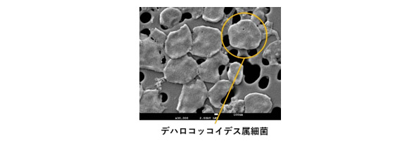 この技術で利用する脱塩素化微生物の電子顕微鏡写真