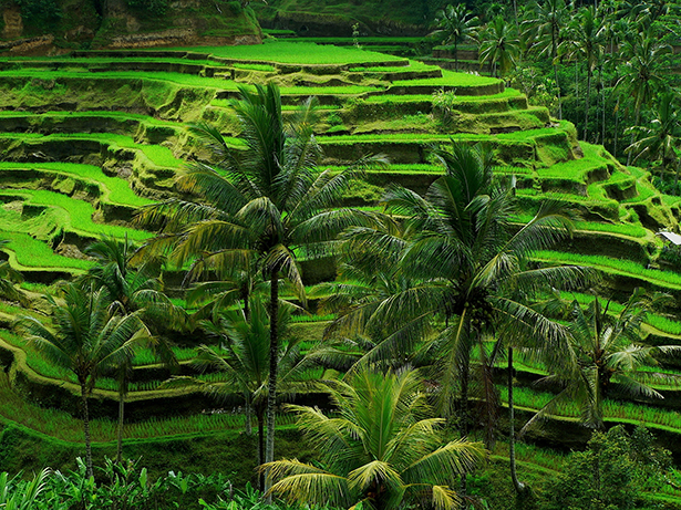 インドネシア・バリ島のライステラス（画像はイメージ、© lubitel ／ amanaimages PLUS）