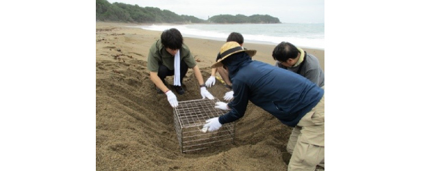 大阪工場のアカウミガメ保護活動の一部。産卵されたウミガメの卵の位置を確認し、砂中に防護柵を埋設している（出所：ライオン）