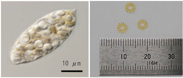 （写真左）パラミロンを多く含んだ状態のユーグレナ、（写真右）エプソンによる製品用精密部品成型テスト品（出所：NEC）