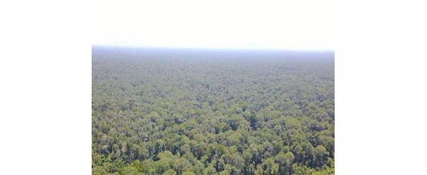 住友林業がインドネシアで管理する熱帯泥炭地の保護区（出所：住友林業）