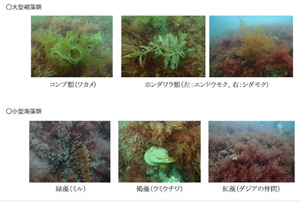 瀬戸内海沿岸域に設置したスラグ資材に着底・繁殖した海藻類（出所：JFEスチール／広島大学）