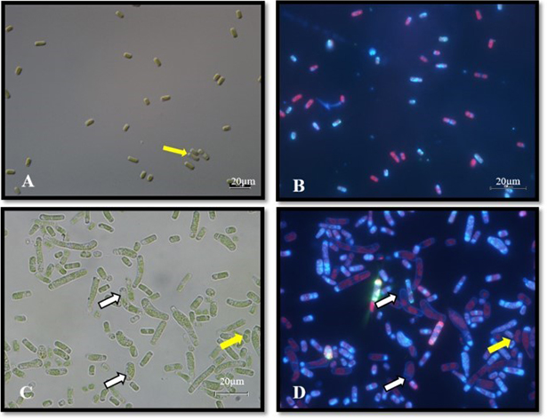 新規藻類・テトラスティココッカス の顕微鏡写真（100倍）。白矢印は葉緑体の白化、黄矢印は貯蔵空胞の蓄積を示す。(A)振とう培養下での形態像、(B)振とう培養下でのDAPI染色後の蛍光画像、(C) CO2 1%濃度を含む通期培養条件下での形態、(D) CO2 1%濃度を含む通気培養下でのDAPI染色後の蛍光画像（出所：ユーグレナ）