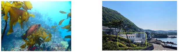 （画像左から）葉山町海域の海中林、葉山水域環境実験場（出所：鹿島）