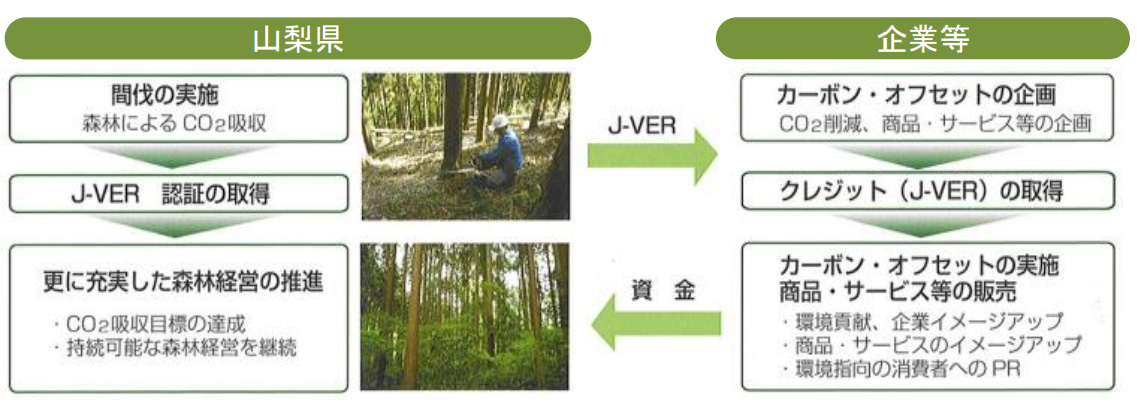 「やまなし県有林活用温暖化対策プロジェクトの概要（出所：山梨中央銀行）
