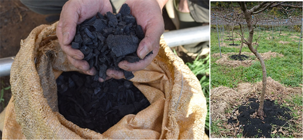 農地に撒く前のバイオ炭（左）と山形県の果樹園での施用イメージ