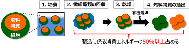 大成建設ら、油を細胞外で生産する藻を作製 バイオ燃料製造コスト減に