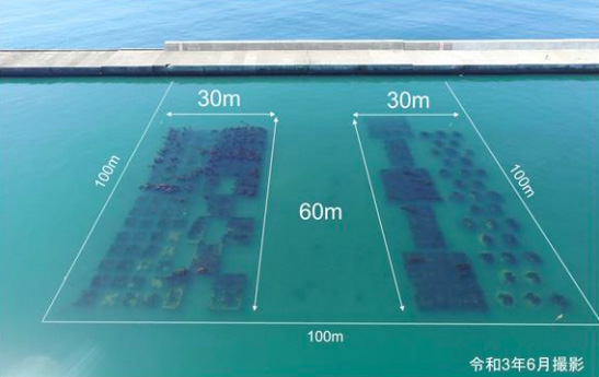 釧路港西港区島防波堤の背後盛土上における藻場創出（出所：国土交通省北海道開発局）