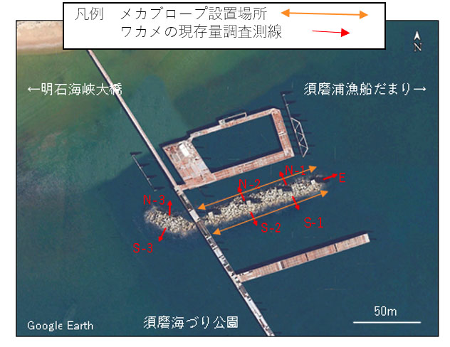 須磨海づり公園内のメカブロープを設置した消波ブロック周辺で調査測線を設け、潜水士によるワカメの現存量を調査した（出所：神戸市）