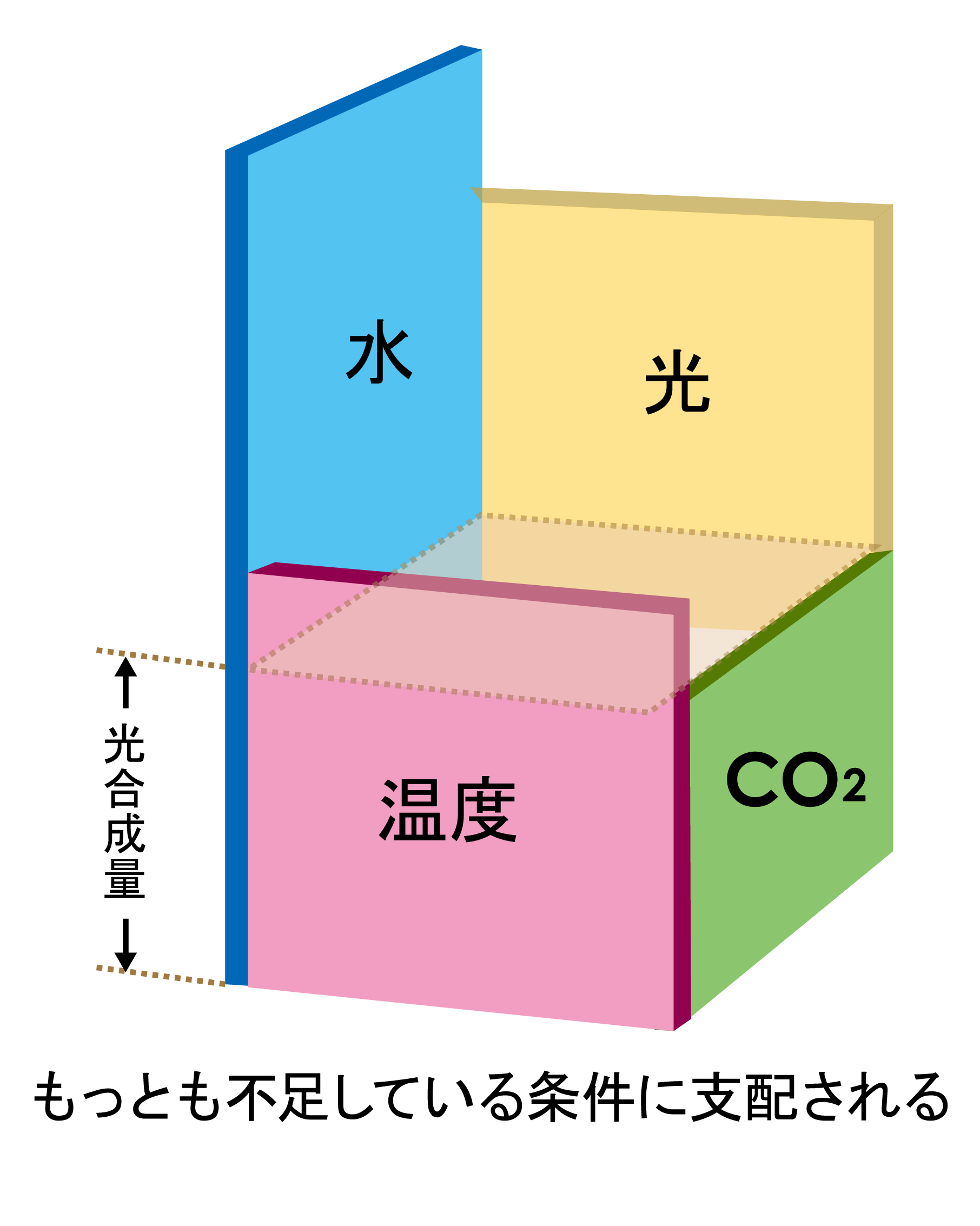 図3光合成に及ぼす環境要因