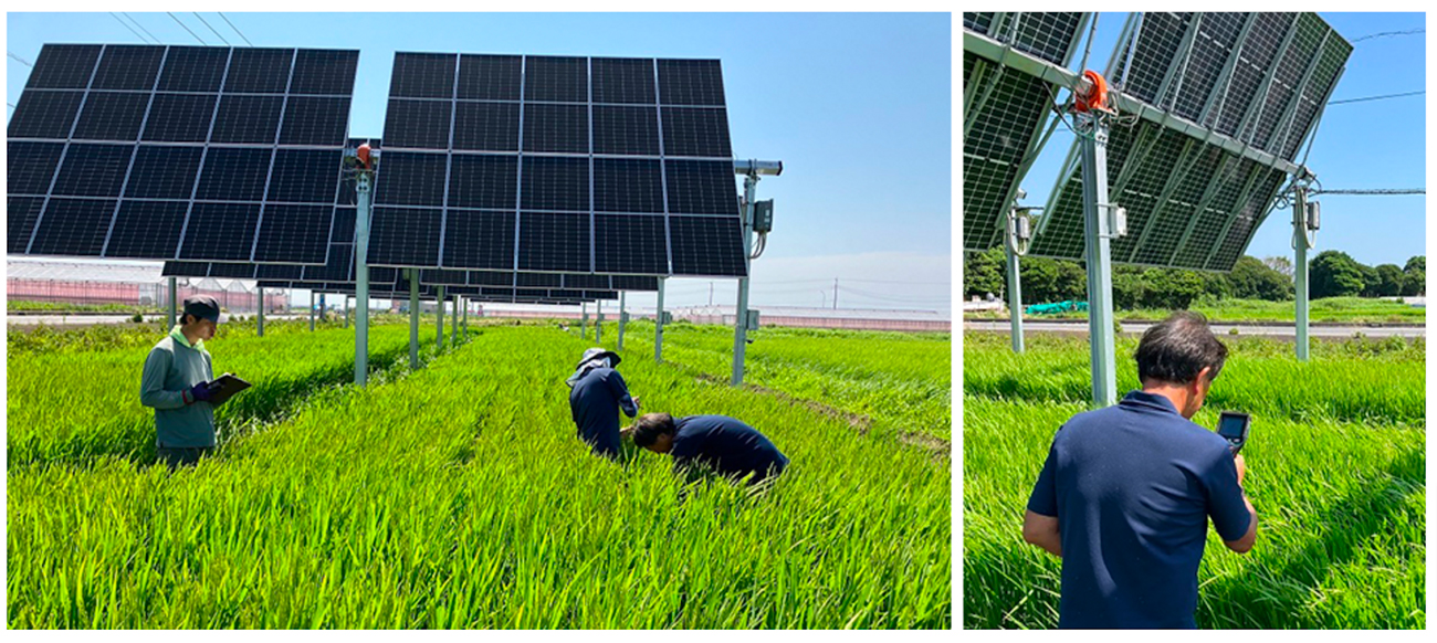農作物への太陽光照射を優先してパネルが動く「次世代営農型太陽光発電設備」下部の圃場における評価の様子（出所：出光興産）