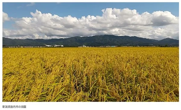 新潟県胎内市の田園風景（出所：​​住友商事）