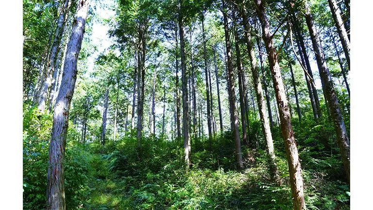 おかやま公社のJ-クレジット対象の森林（出所：三井物産）
