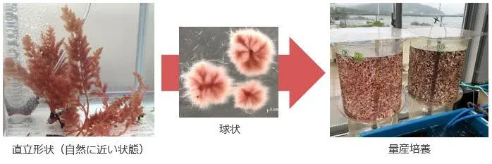 カギケノリ量産培養の流れ（出所：鹿島建設）